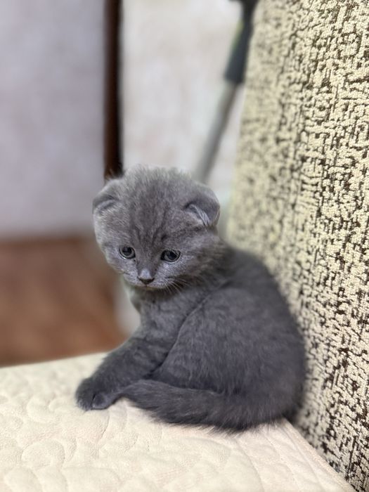 Котенок шотландская вислоухая