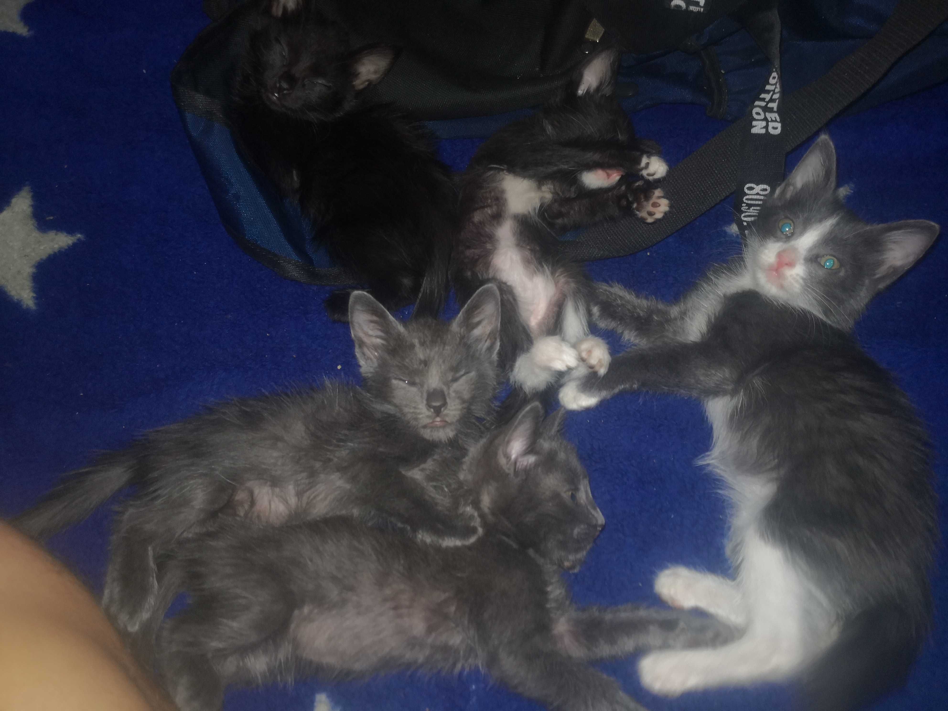 Отдам котят 2 месяца в хорошие руки.