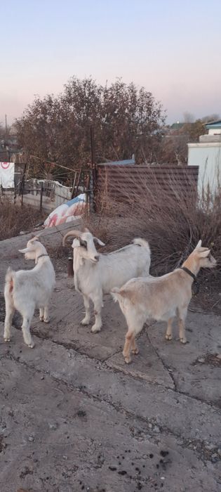 Продам коз альпийские молчные.Альпий ешкісі сатылады.