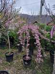 Cires japonez ( prunus serrulata kanzan ) copac cu flori roz, pendula