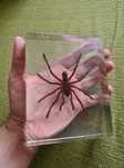 Tarantula Reala Incastrata In Rasina Insecte Reale Insectar Deagostini