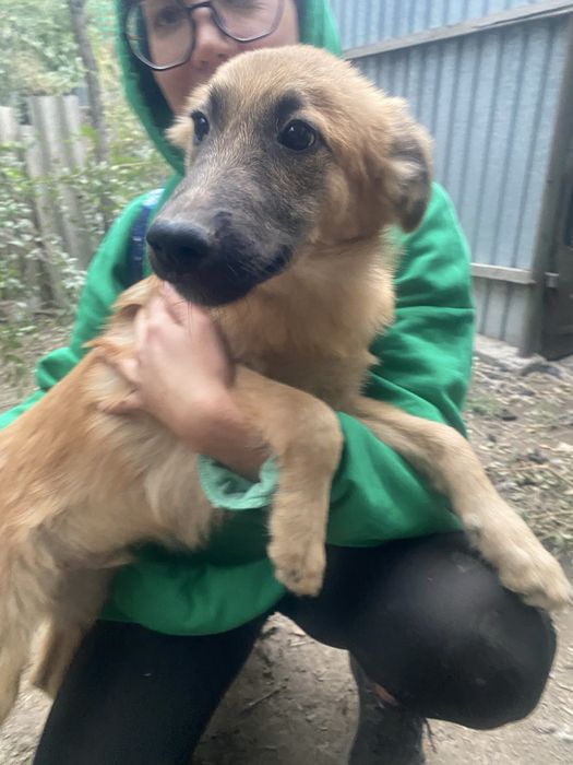 Пристраиваю мальчика щенка 4-5 месяцев