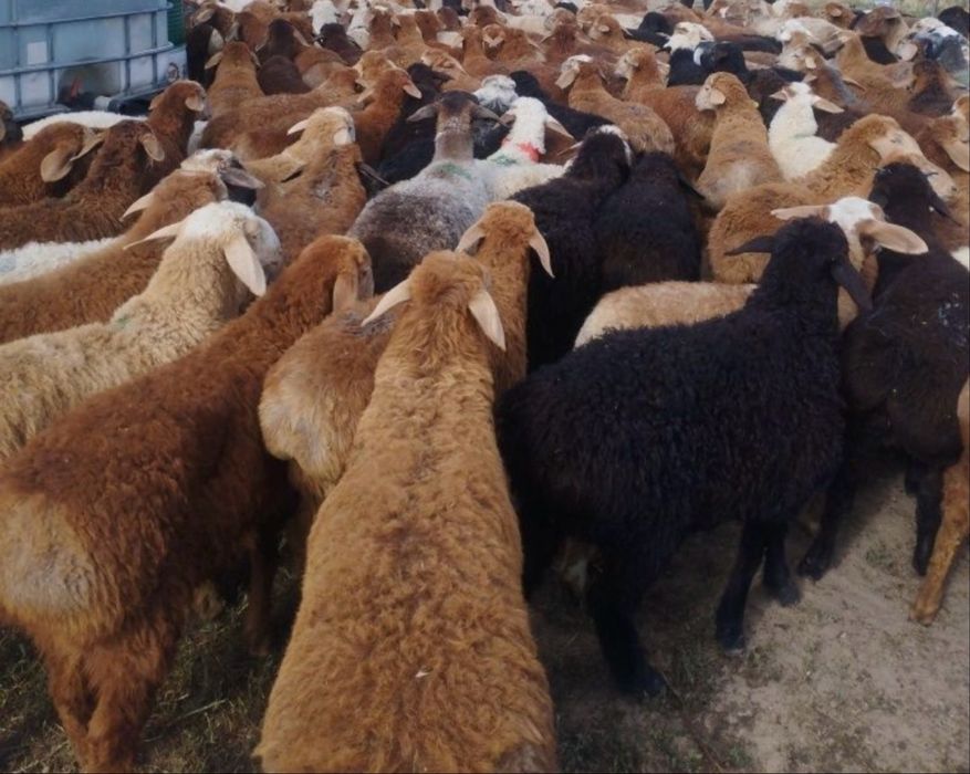 Кой Бараны, токтушки продается г.Алматы