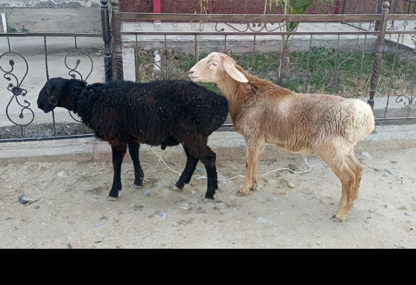 Quylar echki sotiladi arzon
