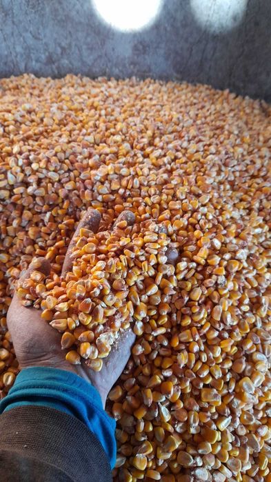 Vand porum boabe anul 2024 in jur de 1000 kg