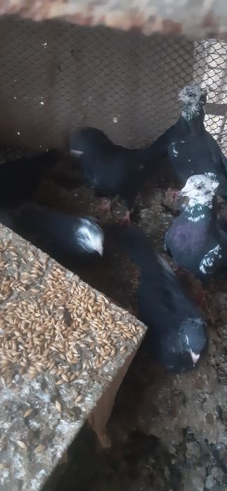 Голуби разных пород