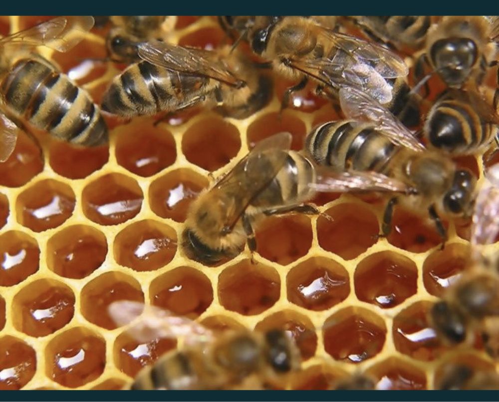 Пчелинные продукты