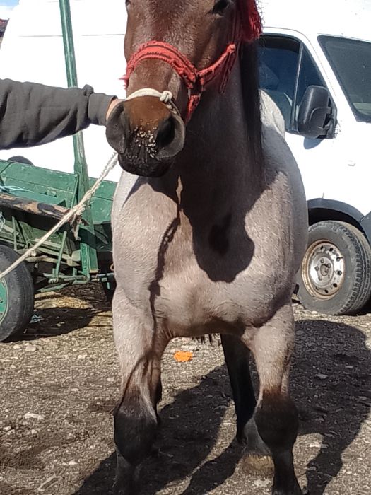 Se vinde ,mânză 6 luni