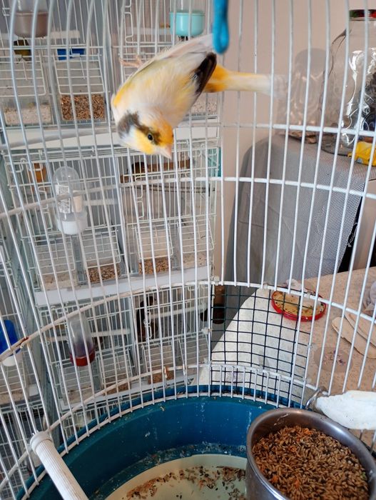 Canari. Masculi și femele