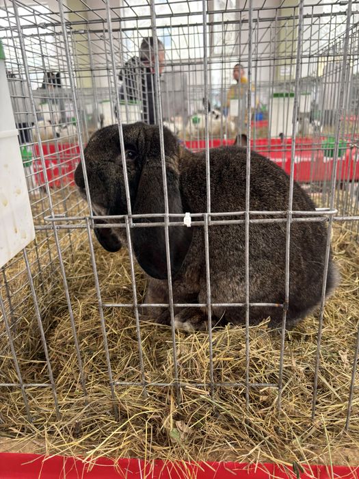 Mascul berbec german