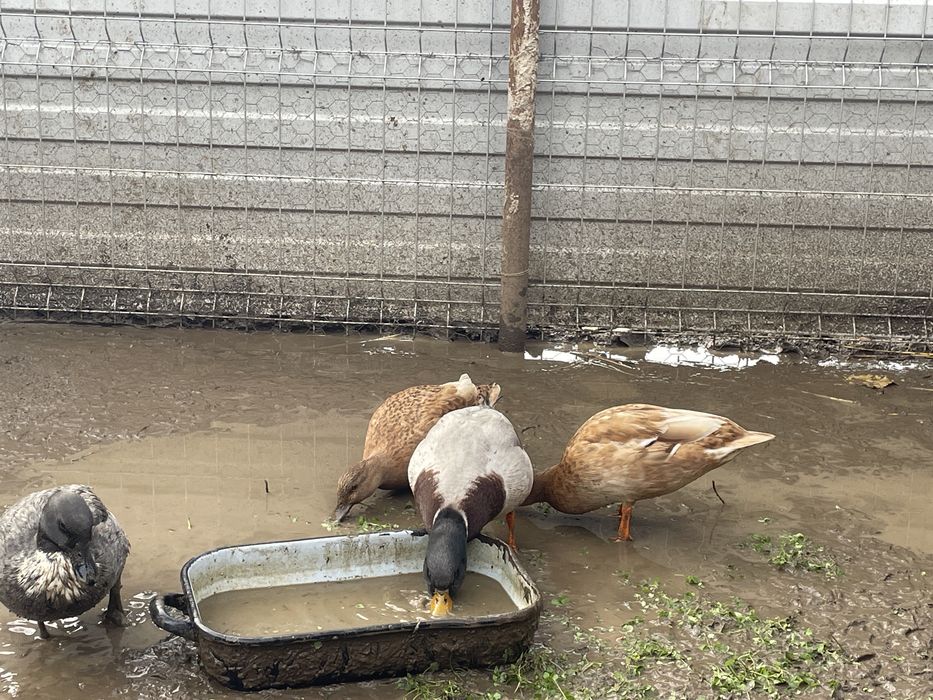 Vand pitice olandeze