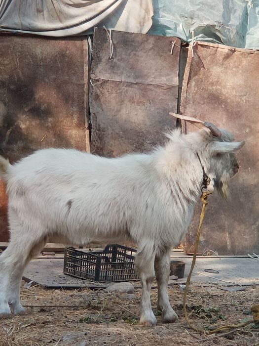 Oppoq taka ,zottor ,dalada osgan