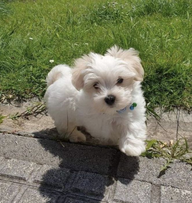 Bichon maltez vaccinat