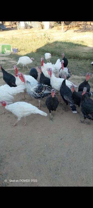 Kurka sotiladi srochna