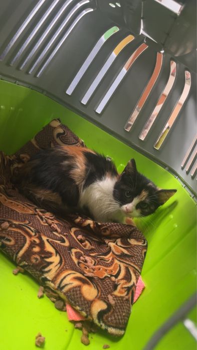 Donez pisica in 3 culori