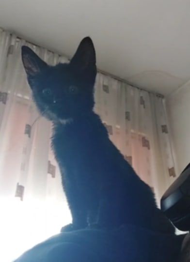 Подарявам черно коте