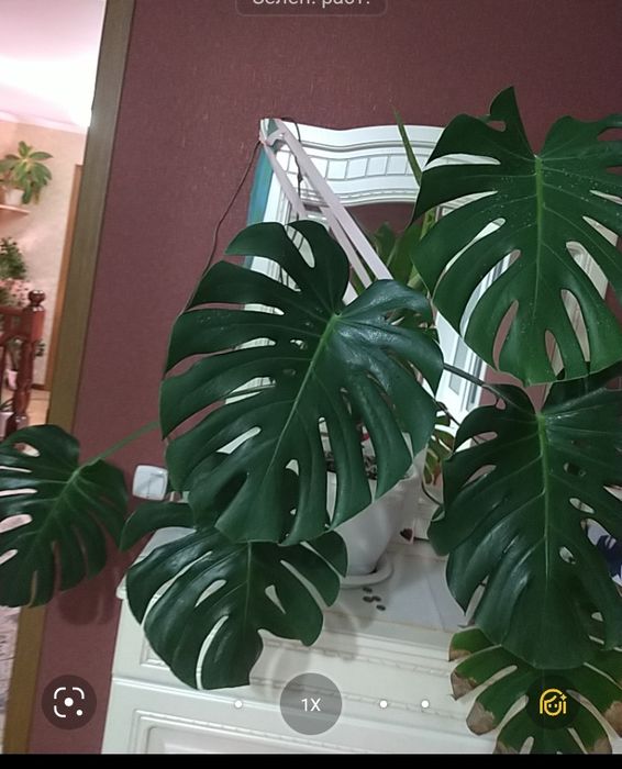 Продам комнатные цветы.