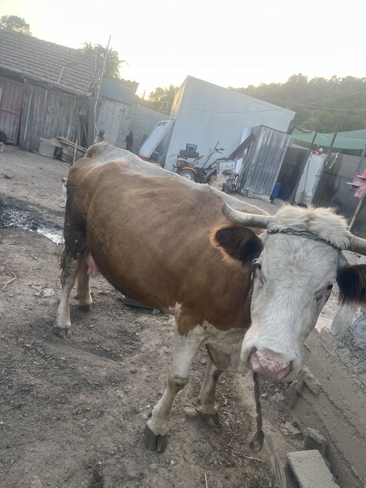 Vaca cu vitel de 7 luni