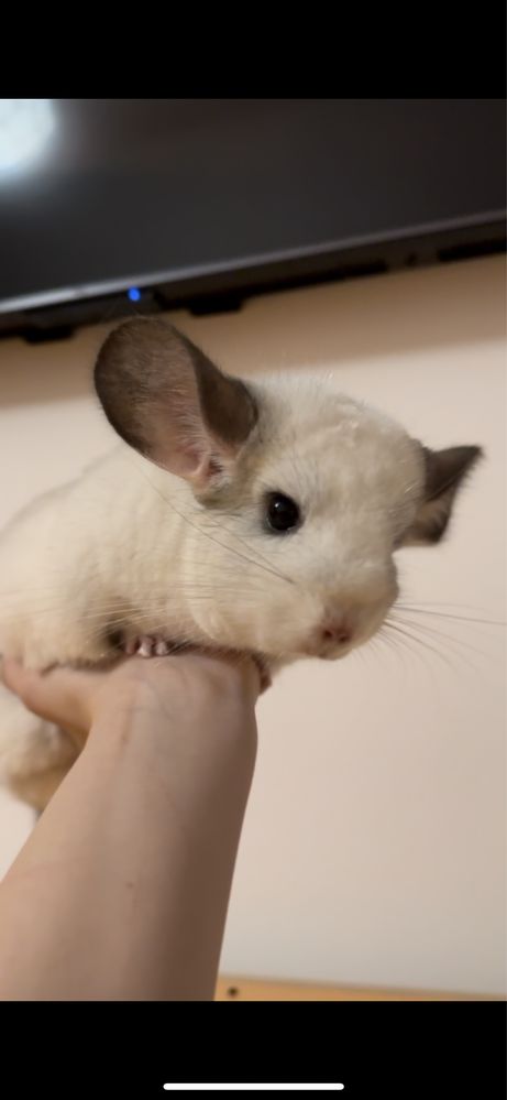 Chinchilla/ Șinșila/ Chinchila