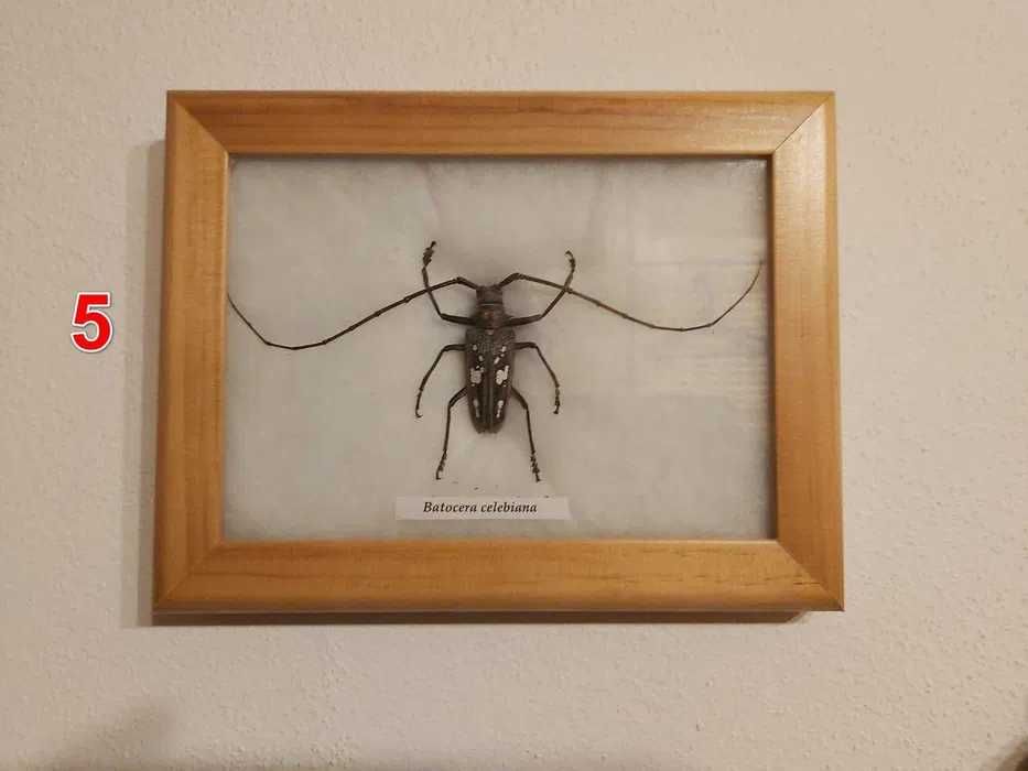 Set 4 tablouri decor cu insecte