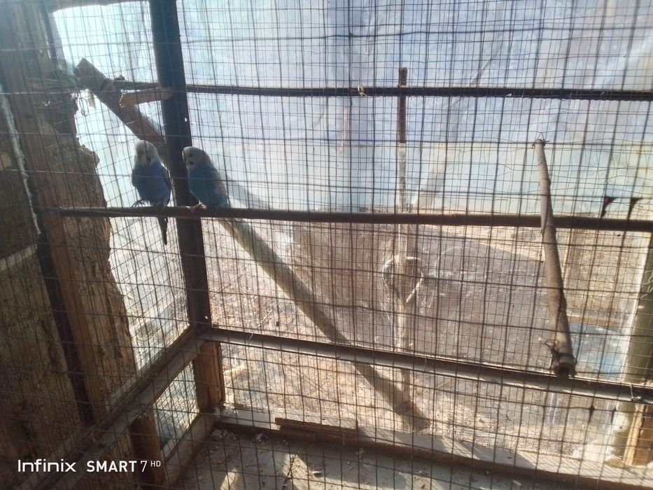 Тутикушлар сотилади. Валери бн 800 минг. Валерсиз 400 минг