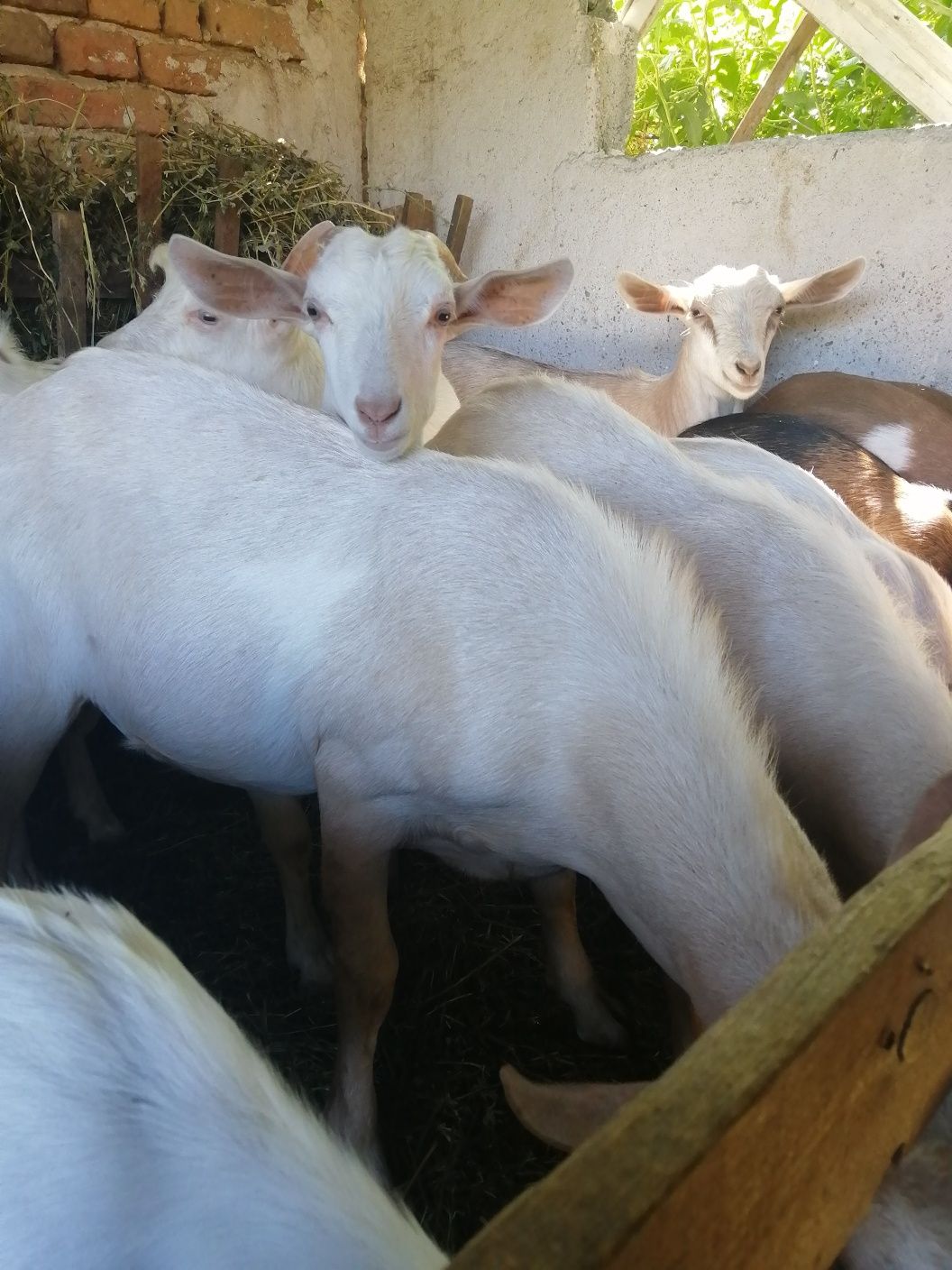 Продавам ярета и кози