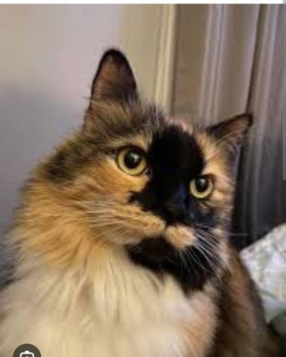 Zotli juddayam aqilli mushuk sotiladi