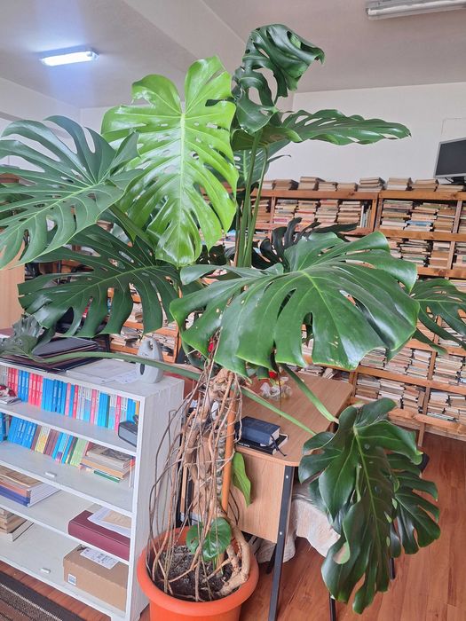 Flori mari- Philodendron, Colocasia și Crăciuniță