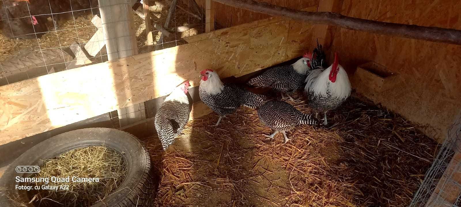 Găini de rasă austrolorp 4+1