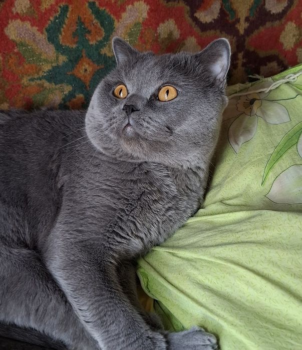 Вязка кошек вислоухие скотиш фолд скотиш страйт