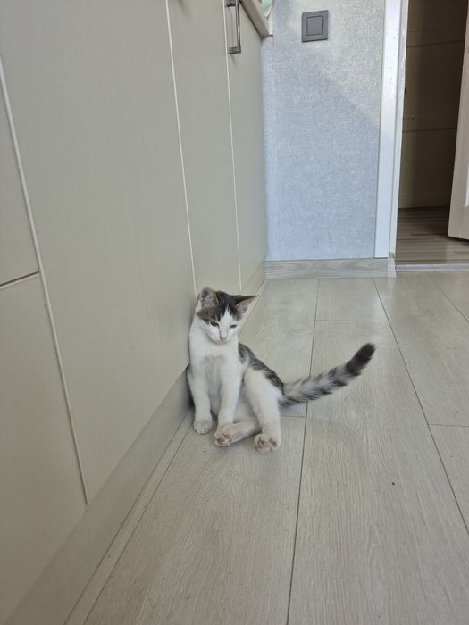 Кошка в хорошие руки