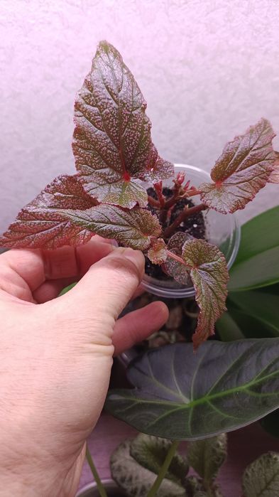 Продажа комнатных растений.