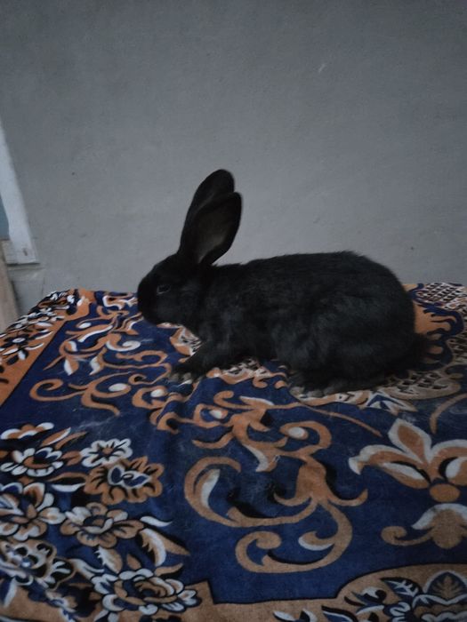 Vand fluture german janet