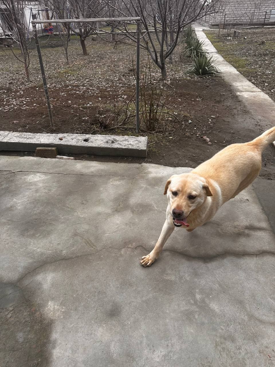 Labrador kuchik sotiladi o'g'il bola 8.9oylik