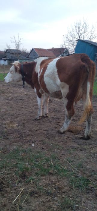 Vacă bună de Vînzare