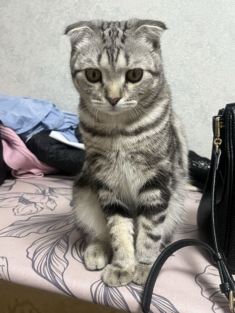 Шотланский веслоухий кот