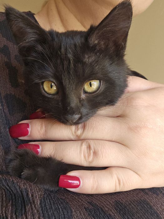 Ласковая малышка котенок Луна ищет свой дом Котята