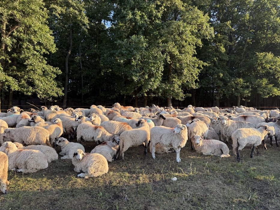 Vand turma oi turcane