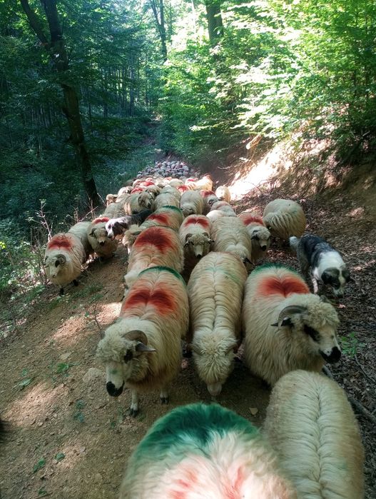 Oi de vânzare județul Hunedoara