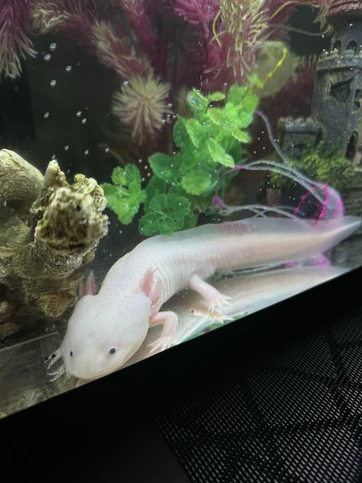 Отдам аксолотля вместе с аквариумом