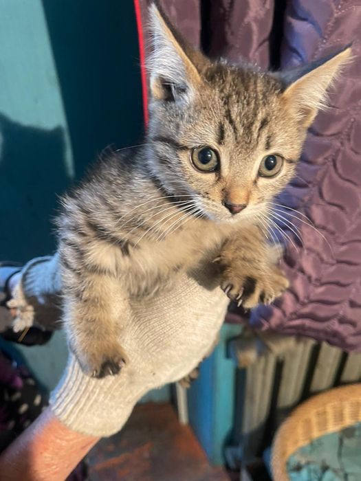 Отдам котят в хорошие руки бесплатно