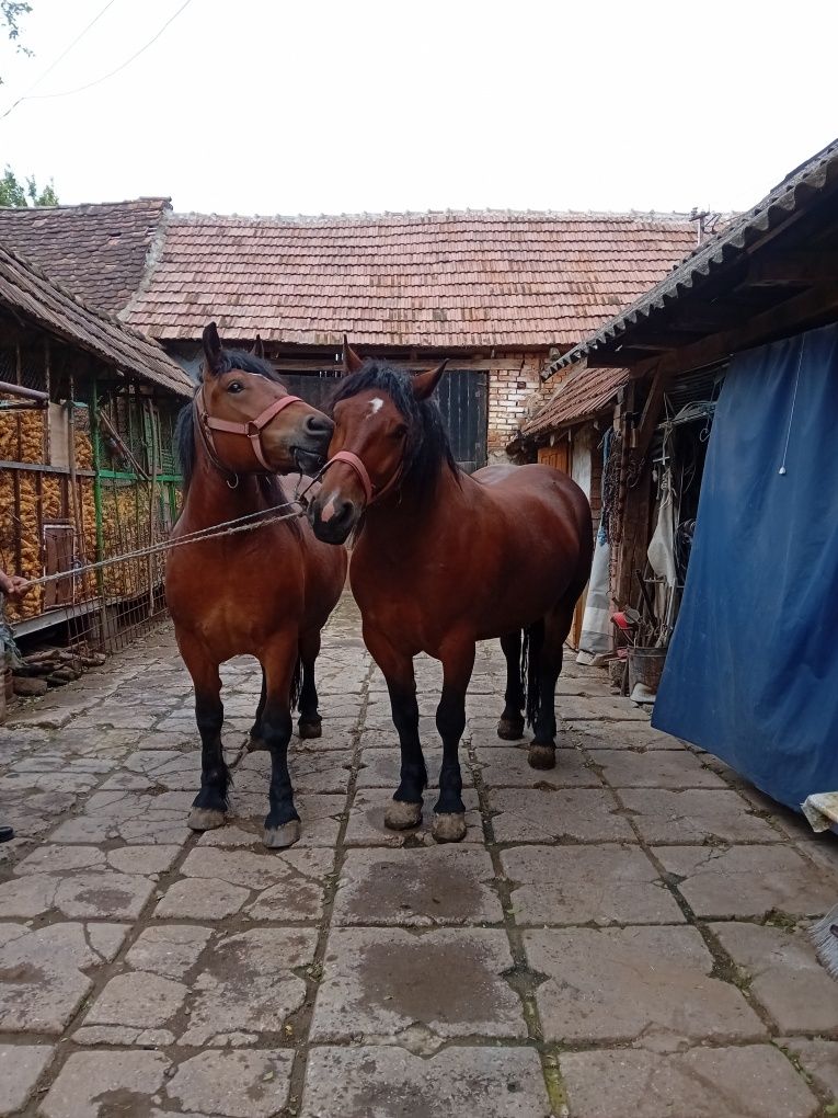 De vânzare iapa și  manza împreună sau separat
