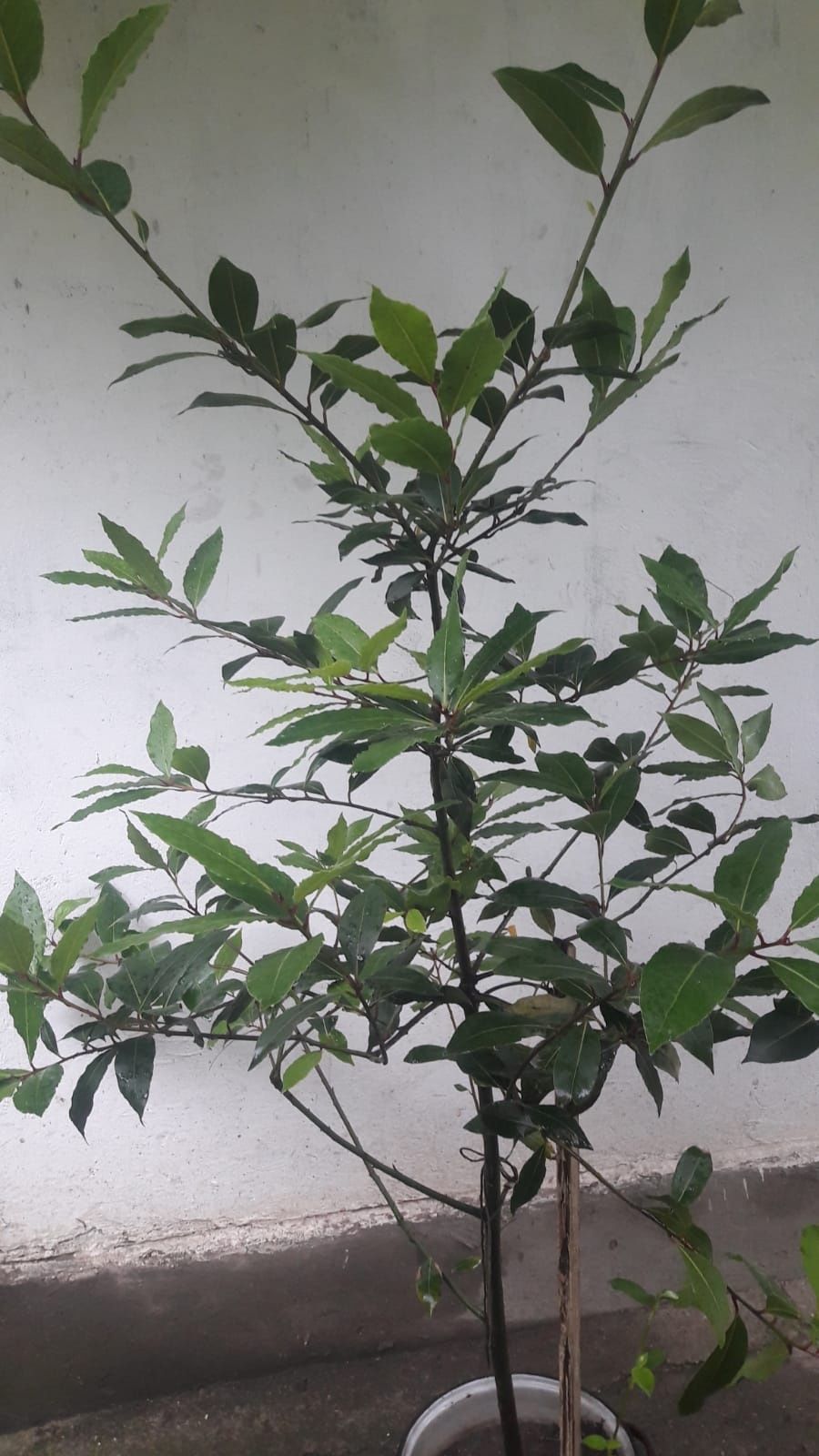 Planta ornamentala Dafin Sect. 1