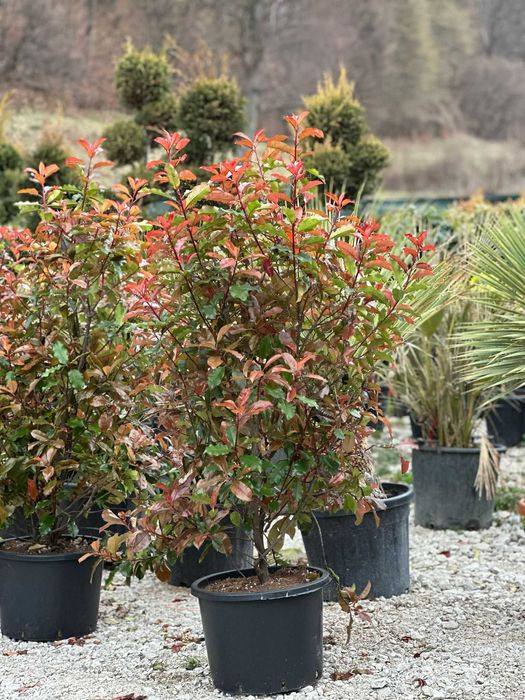 Plante Mature pentru un Impact Vizual Imediat