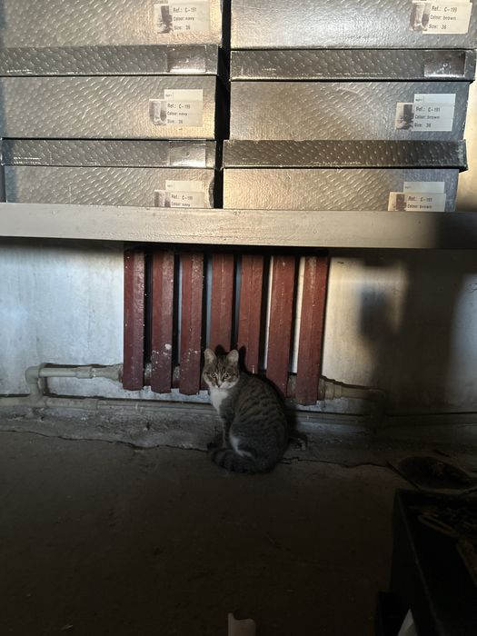 Отдам кошку в добрые руки