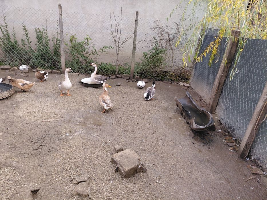 Gâște   și  rațe