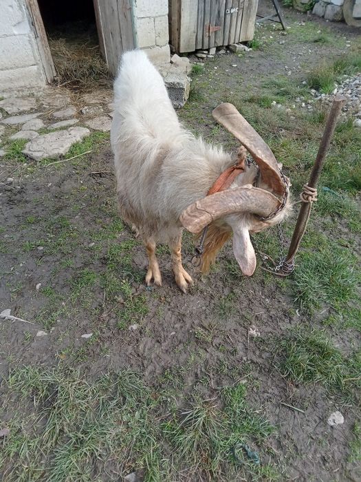 Ofer spre monta sau vînzare țap de Rasă