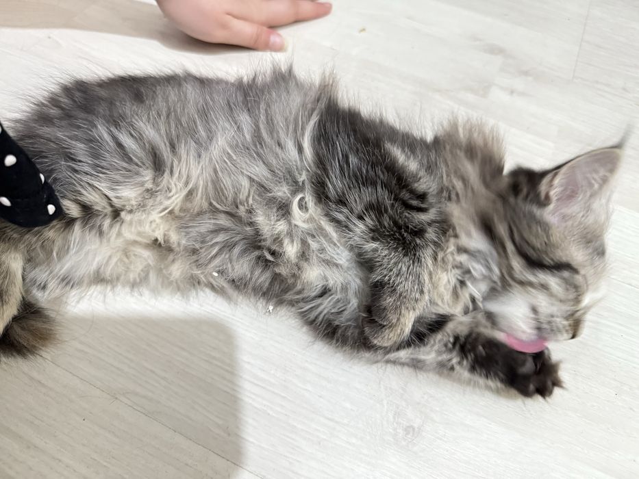 Продается котята сибирские чистая порода