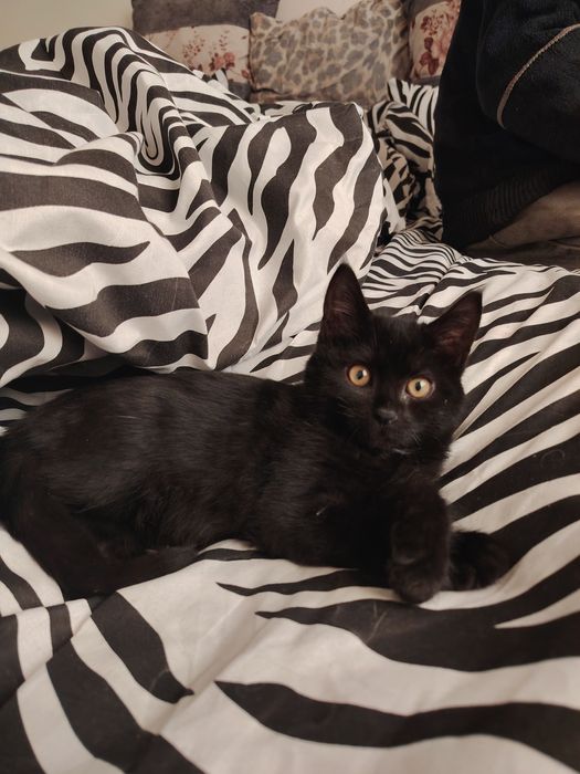 Отдам в хорошие руки