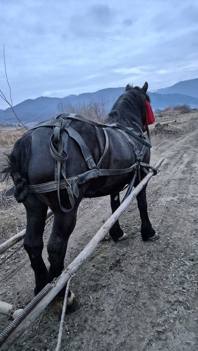 Iapa neagra de vanzare, schimb și cu vitei